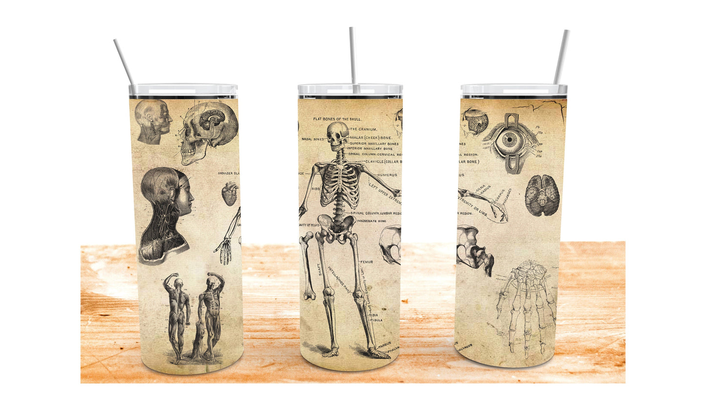 Antique Anatomy Design, 20oz Sublimation Tumbler design, 300dpi PNG file + mockup