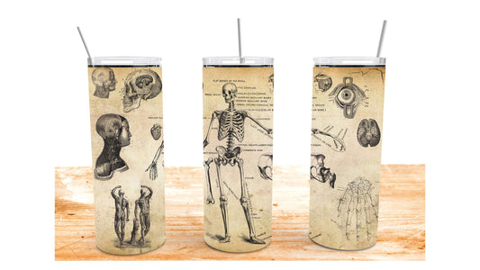 Antique Anatomy Design, 20oz Sublimation Tumbler design, 300dpi PNG file + mockup